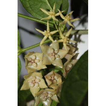 Hoya gildingii store with hoya flowers