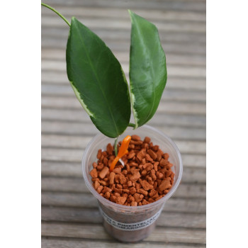 Hoya pimenteliana albomarginata - rooted store with hoya flowers