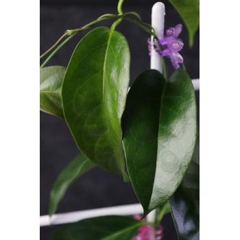 Hoya chloroleuca store with hoya flowers