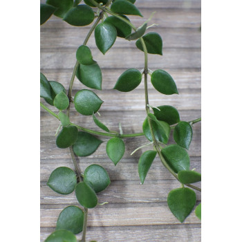 Hoya mamasa store with hoya flowers