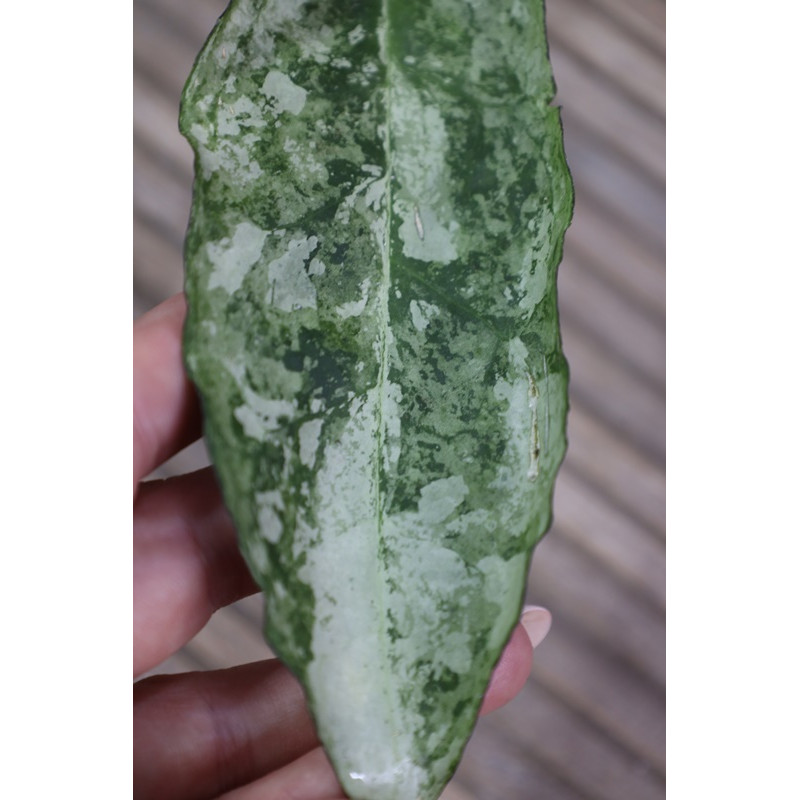 Hoya sp. Buntok SILVER - ukorzeniona sklep z kwiatami hoya