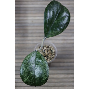 Hoya seedling by Patcharawalai - rooted store with hoya flowers