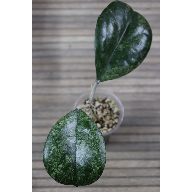 Hoya seedling by Patcharawalai - rooted store with hoya flowers