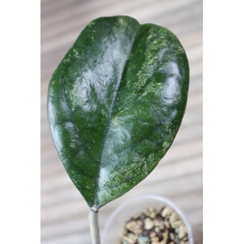 Hoya seedling by Patcharawalai - rooted store with hoya flowers