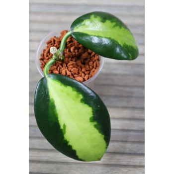 Hoya diversifolia 'MAHARANI' - rooted internet store