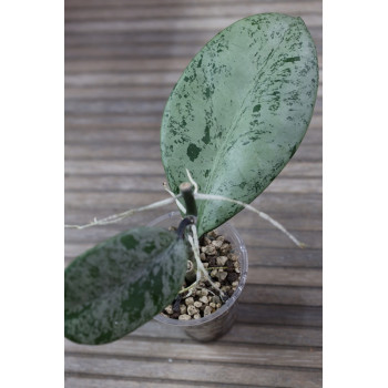 Hoya obovata ( silver leaf ) - rooted internet store