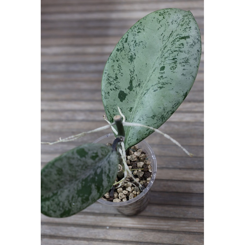 Hoya obovata ( silver leaf ) - rooted store with hoya flowers Hoya obovata ( silver leaf ) - rooted store with hoya flowers
