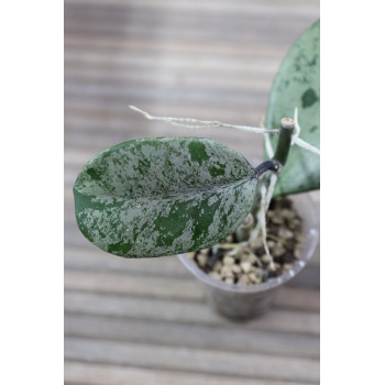 Hoya obovata ( silver leaf ) - rooted store with hoya flowers