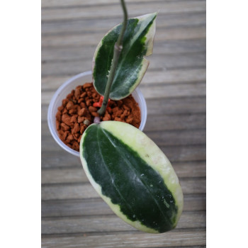 Hoya latifolia albomarginata round  - rooted store with hoya flowers