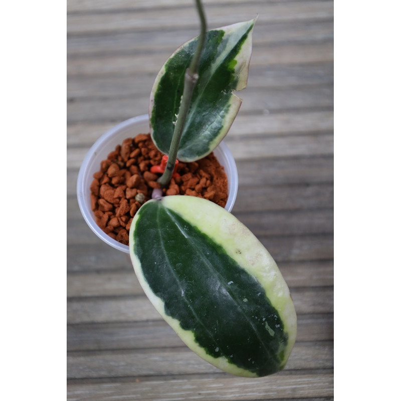 Hoya latifolia albomarginata round  - rooted store with hoya flowers