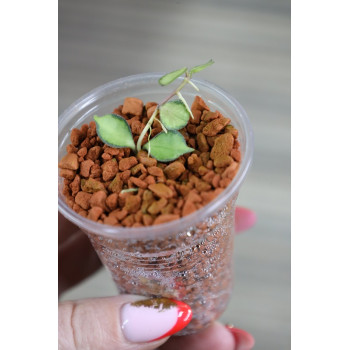 Hoya curtisii variegata ( inner variegated ) - rooted internet store