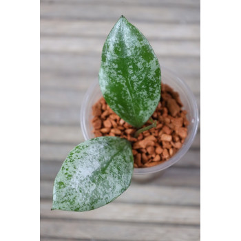 Hoya walliniana silver - real photos internet store