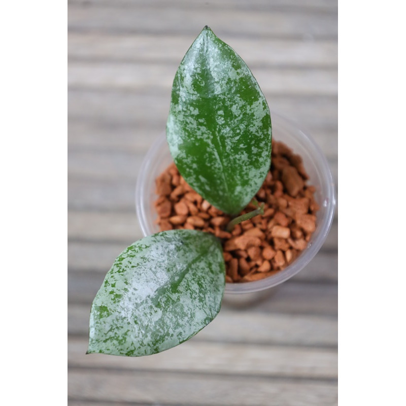 Hoya walliniana silver - real photos store with hoya flowers