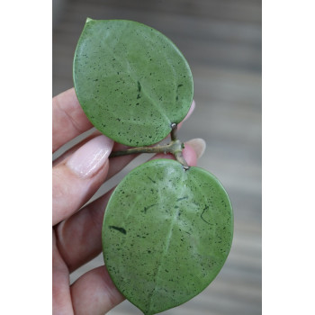 Hoya verticillata SILVER HEART - real photos store with hoya flowers