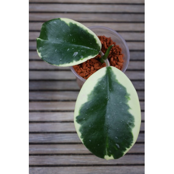 Hoya sp. Easo Daklak albomarginata - NOWOŚĆ! - ukorzeniona sklep z kwiatami hoya