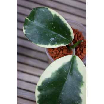 Hoya sp. Easo Daklak albomarginata  - NEW! - rooted store with hoya flowers