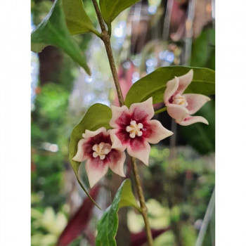 SET : Hoya uniflora + Hoya linavergarae ( pink flowers ) + Hoya 'Snow Cui' SILVER store with hoya flowers