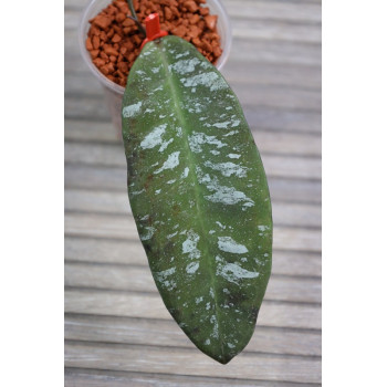 Hoya kaikoeana - rooted store with hoya flowers