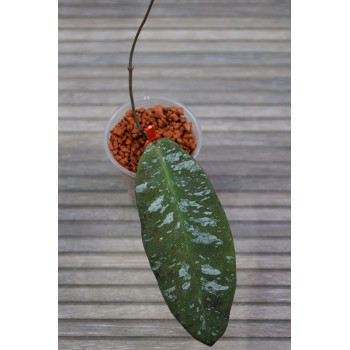 Hoya kaikoeana - rooted store with hoya flowers