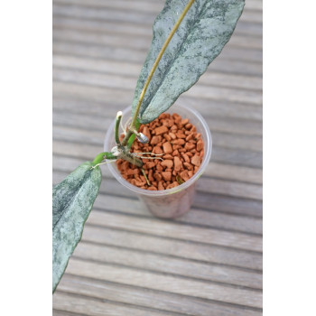 Hoya mitrata SILVER ( Kapuas, indonesian form ) - rooted store with hoya flowers