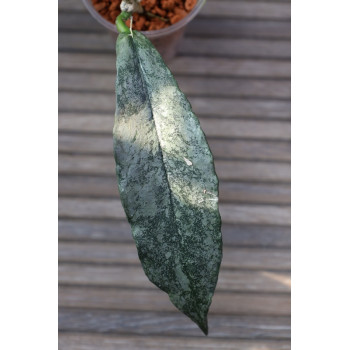 Hoya mitrata SILVER ( Kapuas, indonesian form ) - ukorzeniona sklep z kwiatami hoya