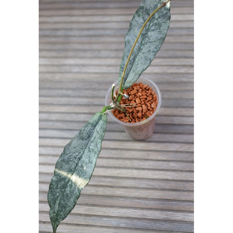 Hoya mitrata SILVER ( Kapuas, indonesian form ) - rooted store with hoya flowers