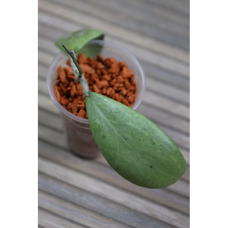 Hoya erythrostemma SILVER - real photos store with hoya flowers