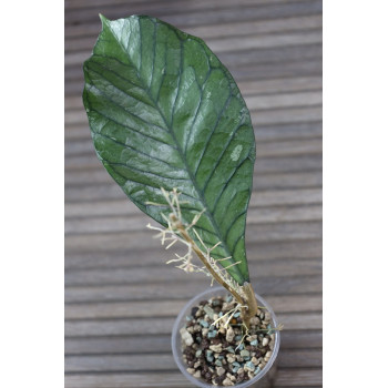 Hoya sp. Gunung Gading Indonesia - rooted store with hoya flowers