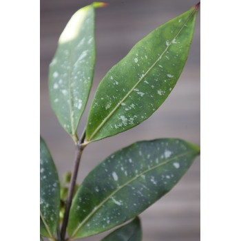 Hoya amicabilis ( splash leaves ) store with hoya flowers