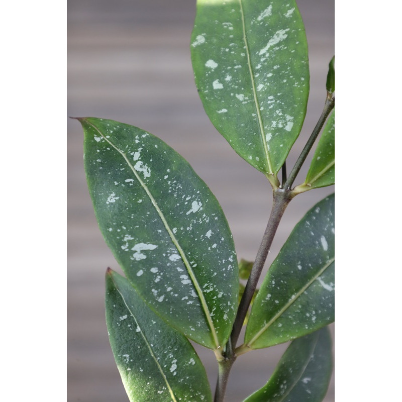 Hoya amicabilis ( splash leaves ) store with hoya flowers