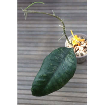 Hoya sp. Ivory Mountain Borneo - rooted store with hoya flowers