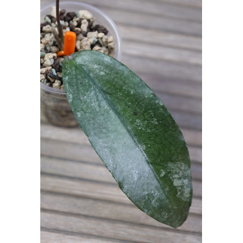 Hoya LP006 ( erythrina x caudata ) - ukorzeniona sklep internetowy