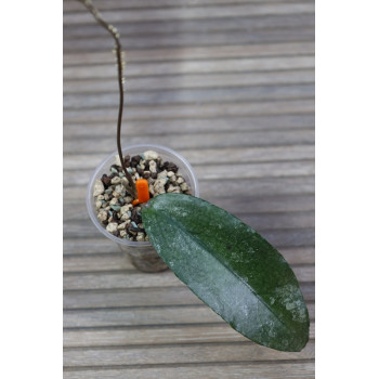 Hoya LP006 ( erythrina x caudata ) - rooted store with hoya flowers