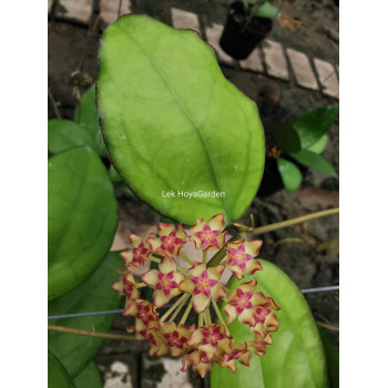 Hoya 'Puom Siam Ruby' - real photos store with hoya flowers