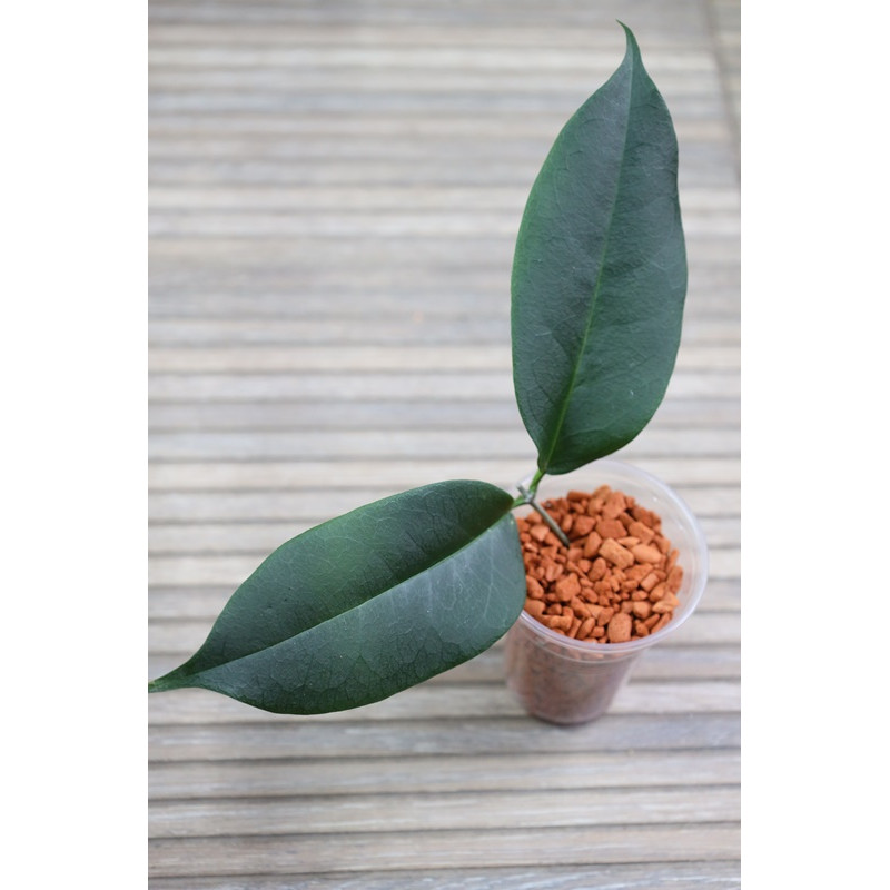 Hoya papuana - rooted store with hoya flowers