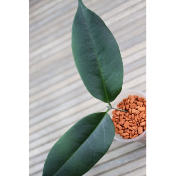 Hoya papuana - rooted store with hoya flowers