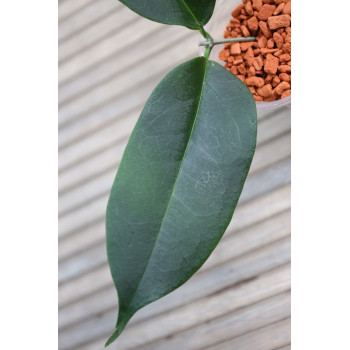 Hoya papuana - rooted store with hoya flowers