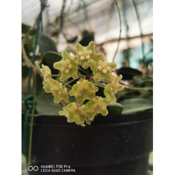 Hoya longlingensis  - real photos store with hoya flowers