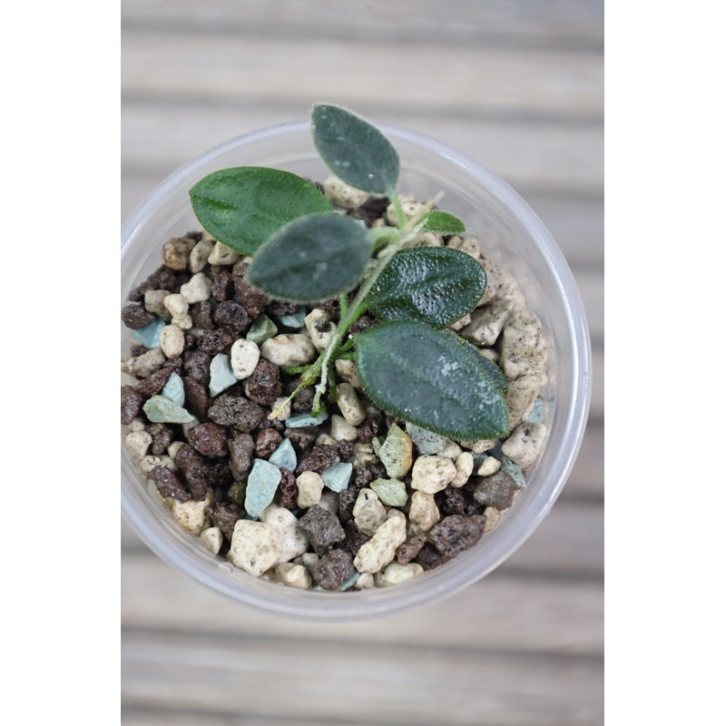 Hoya tengchongensis - rooted store with hoya flowers