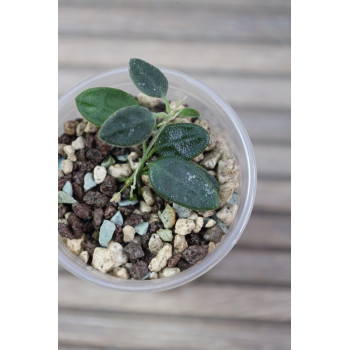 Hoya tengchongensis - rooted store with hoya flowers