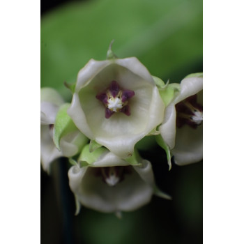 Hoya surisana - real photos store with hoya flowers