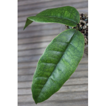 Hoya surisana - real photos store with hoya flowers