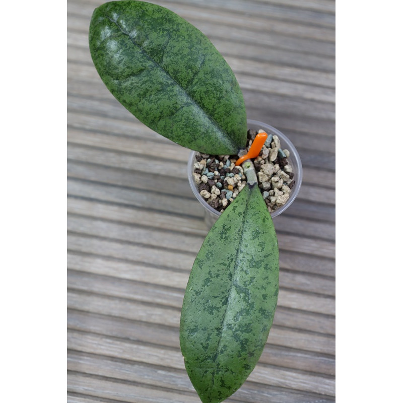 Hoya forbesii SILVER - real photos store with hoya flowers