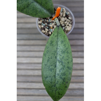 Hoya forbesii SILVER - real photos store with hoya flowers