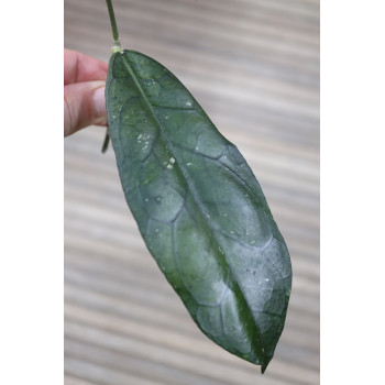 Hoya sp. Tanggamus ( round leaves ) - real photos internet store