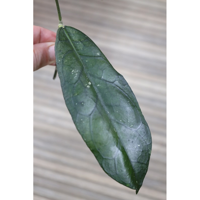 Hoya sp. Tanggamus ( round leaves ) - real photos store with hoya flowers