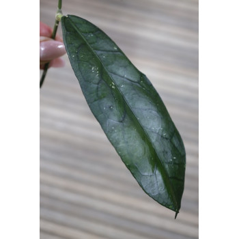 Hoya sp. Tanggamus ( round leaves ) - real photos store with hoya flowers