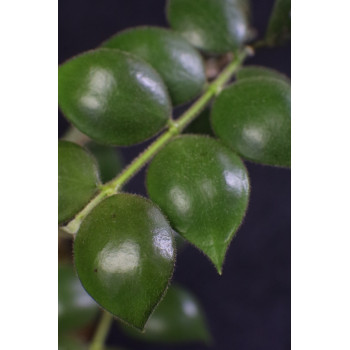 Hoya aeschynanthoides store with hoya flowers