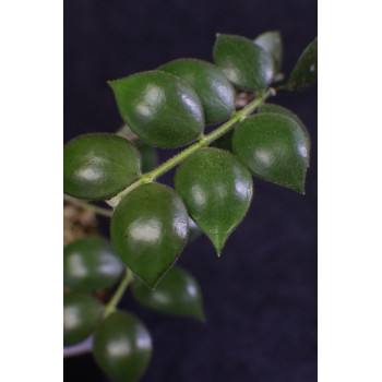 Hoya aeschynanthoides store with hoya flowers