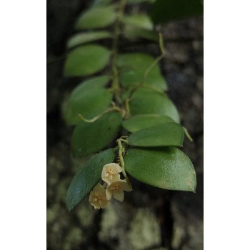 Hoya aeschynanthoides internet store